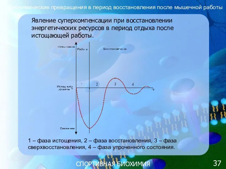 СПОРТИВНАЯ БИОХИМИЯ Явление суперкомпенсации при восстановлении энергетических ресурсов в период отдыха