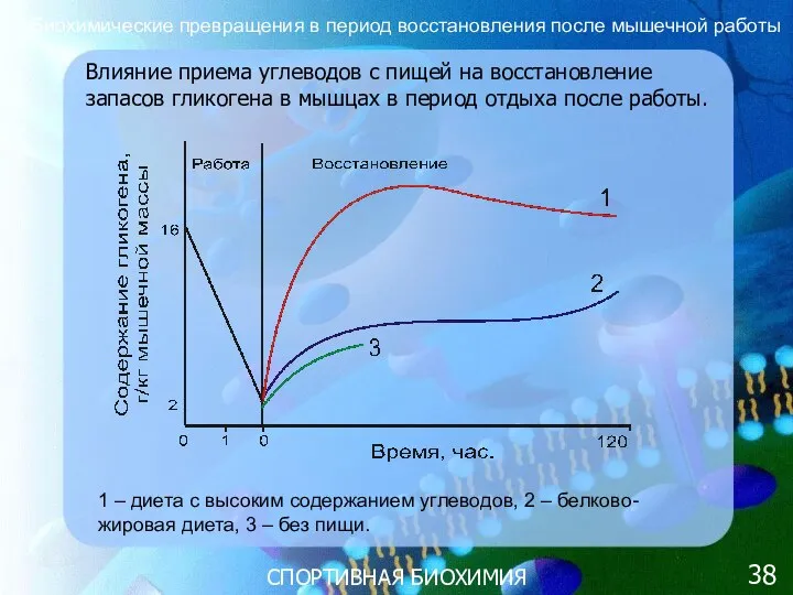 СПОРТИВНАЯ БИОХИМИЯ Влияние приема углеводов с пищей на восстановление запасов гликогена