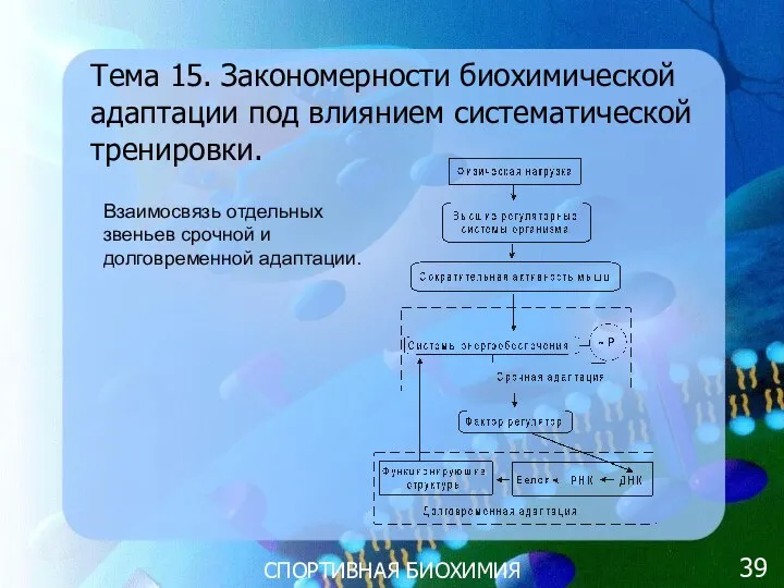 СПОРТИВНАЯ БИОХИМИЯ Тема 15. Закономерности биохимической адаптации под влиянием систематической тренировки.