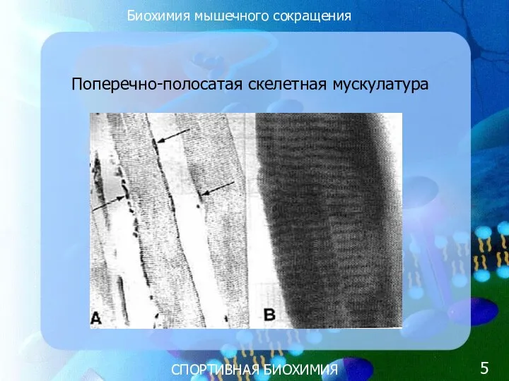 СПОРТИВНАЯ БИОХИМИЯ Поперечно-полосатая скелетная мускулатура Биохимия мышечного сокращения 5