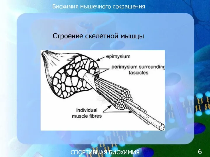 СПОРТИВНАЯ БИОХИМИЯ Строение скелетной мышцы Биохимия мышечного сокращения 6