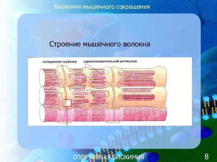 СПОРТИВНАЯ БИОХИМИЯ Строение мышечного волокна Биохимия мышечного сокращения 8