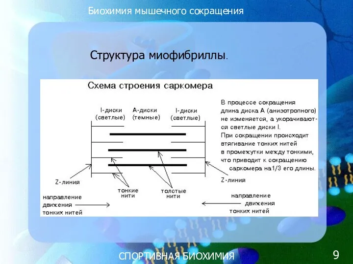 СПОРТИВНАЯ БИОХИМИЯ Структура миофибриллы. Биохимия мышечного сокращения 9