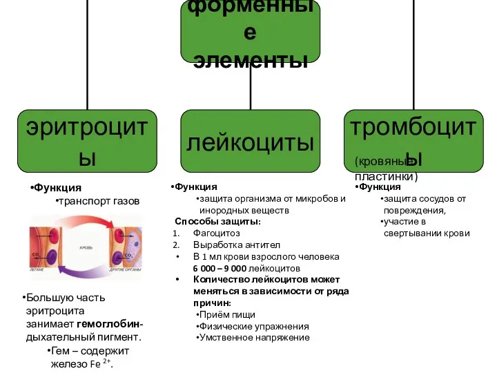 Функция защита организма от микробов и инородных веществ Способы защиты: Фагоцитоз