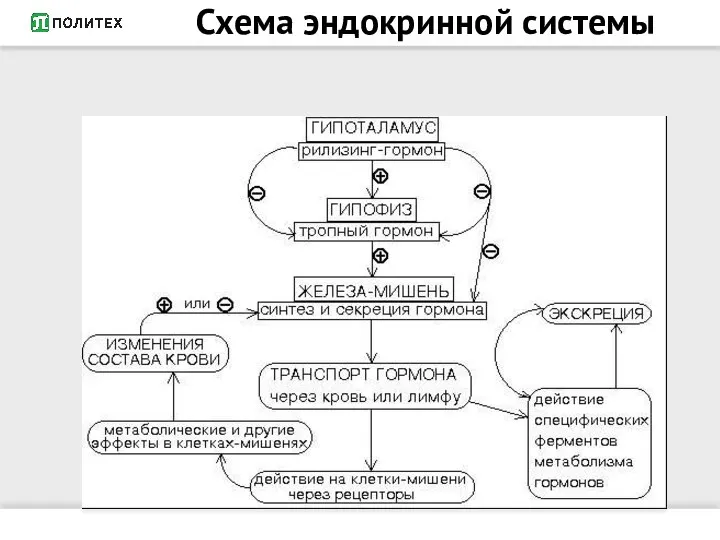 Схема эндокринной системы