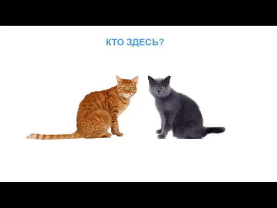 КТО ЗДЕСЬ?