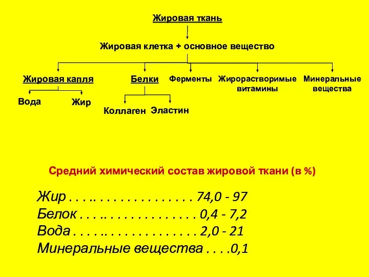 Средний химический состав жировой ткани (в %) Жир . . .