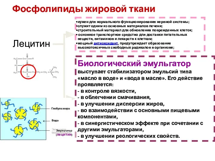 Фосфолипиды жировой ткани Лецитин Биологический эмульгатор выступает стабилизатором эмульсий типа «масло