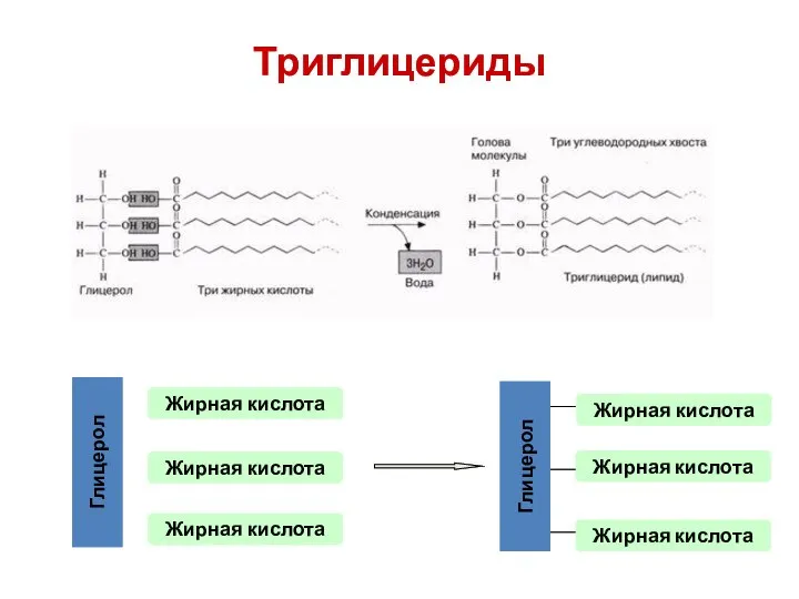 Триглицериды Глицерол Жирная кислота Жирная кислота Жирная кислота