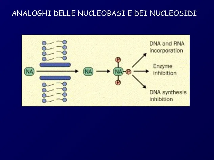 ANALOGHI DELLE NUCLEOBASI E DEI NUCLEOSIDI