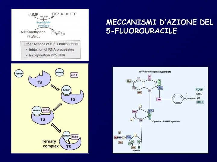 MECCANISMI D’AZIONE DEL 5-FLUOROURACILE