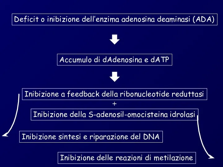 Deficit o inibizione dell’enzima adenosina deaminasi (ADA) Accumulo di dAdenosina e