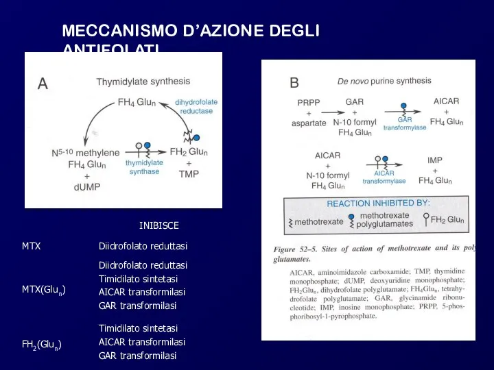 MECCANISMO D’AZIONE DEGLI ANTIFOLATI Timidilato sintetasi AICAR transformilasi GAR transformilasi FH2(Glun)