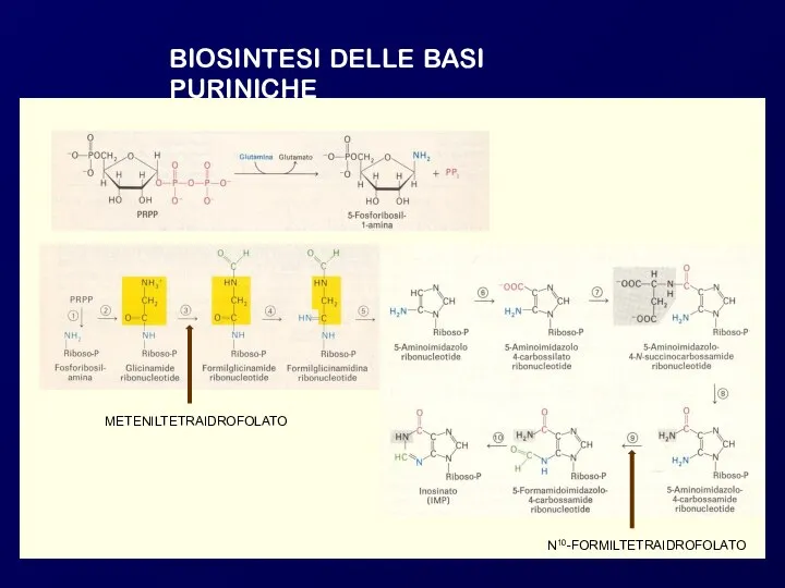 BIOSINTESI DELLE BASI PURINICHE