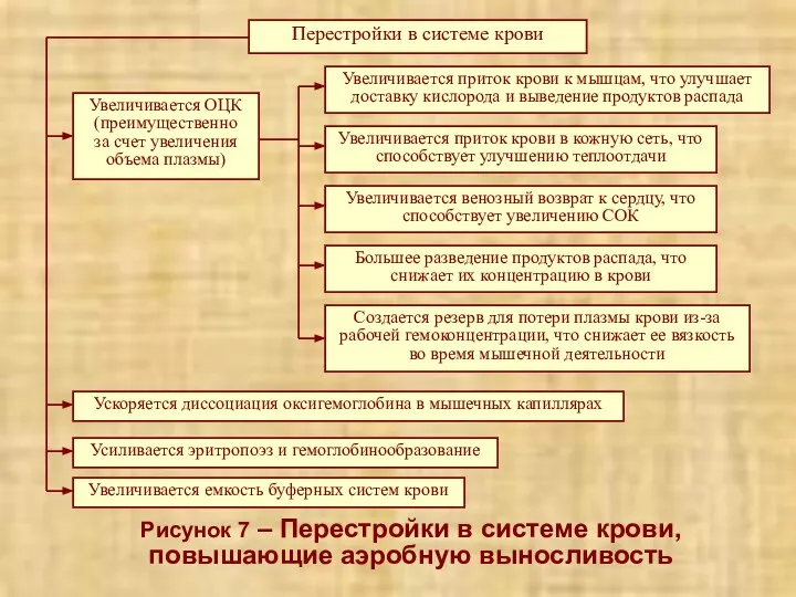 Рисунок 7 – Перестройки в системе крови, повышающие аэробную выносливость