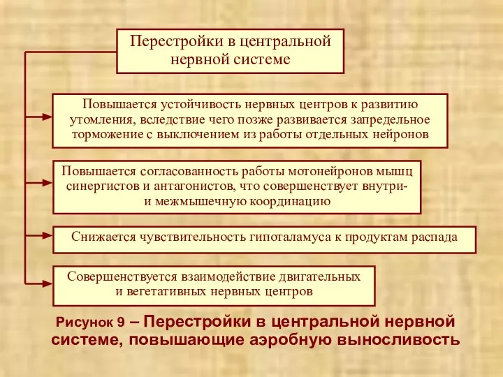 Рисунок 9 – Перестройки в центральной нервной системе, повышающие аэробную выносливость