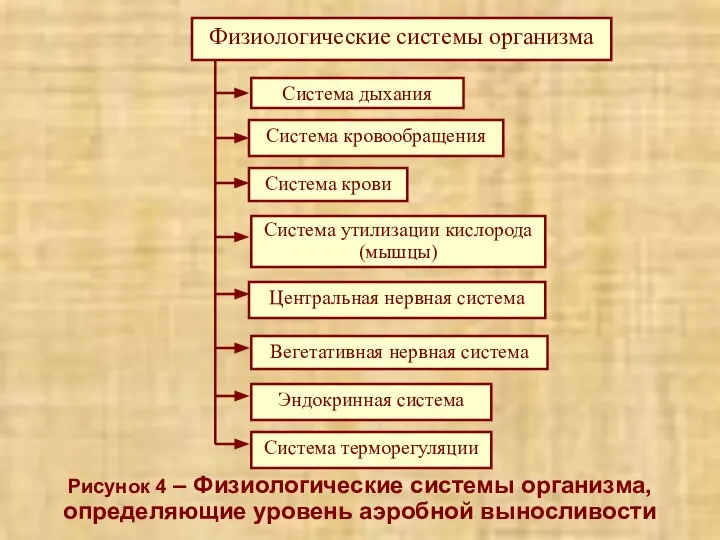 Рисунок 4 – Физиологические системы организма, определяющие уровень аэробной выносливости