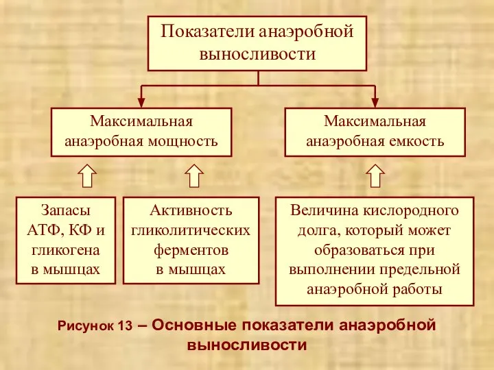 Рисунок 13 – Основные показатели анаэробной выносливости