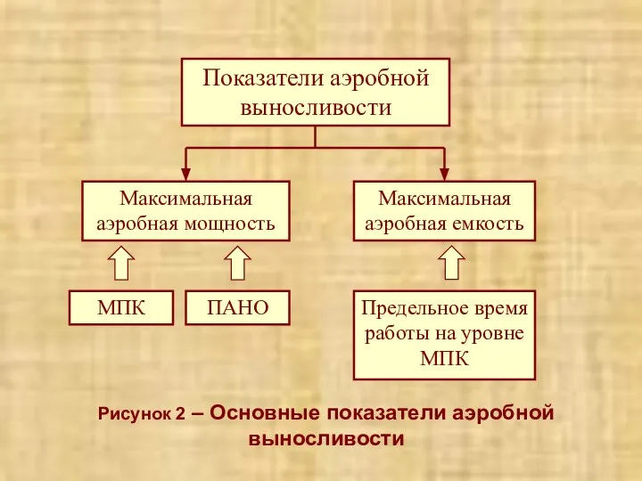 Рисунок 2 – Основные показатели аэробной выносливости