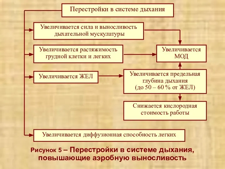 Рисунок 5 – Перестройки в системе дыхания, повышающие аэробную выносливость