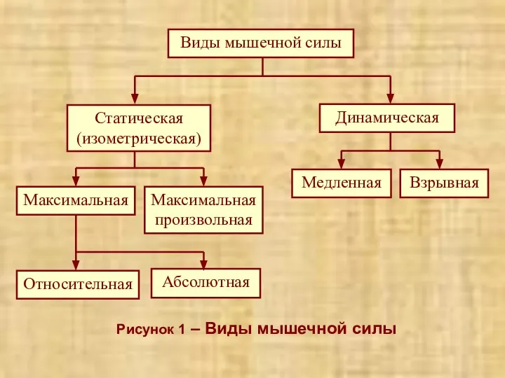 Рисунок 1 – Виды мышечной силы