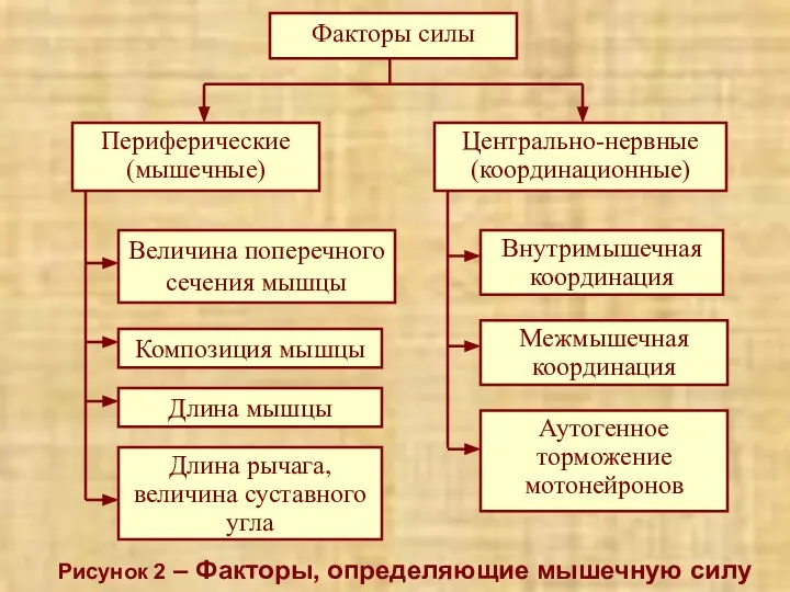 Рисунок 2 – Факторы, определяющие мышечную силу