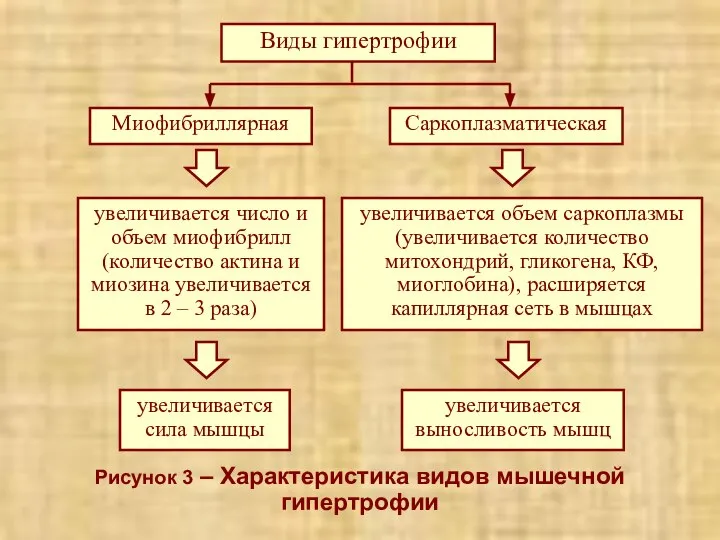 Рисунок 3 – Характеристика видов мышечной гипертрофии