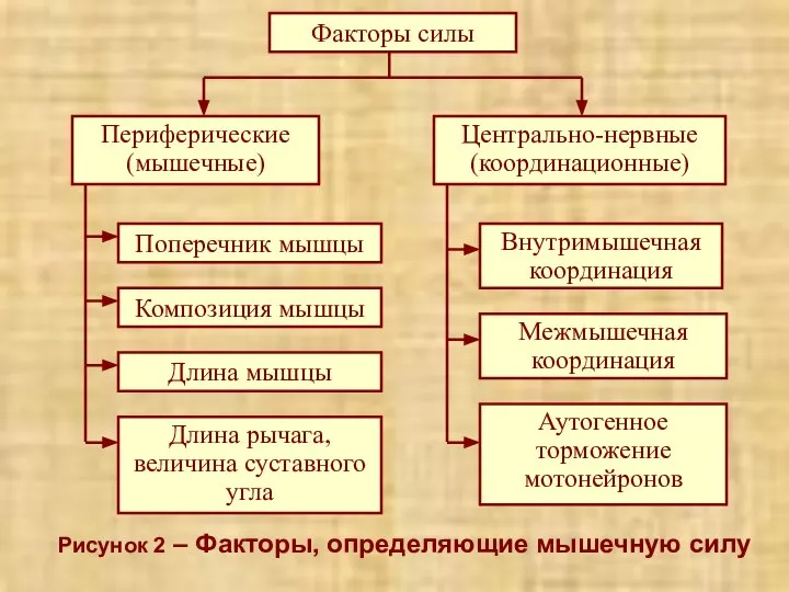 Рисунок 2 – Факторы, определяющие мышечную силу