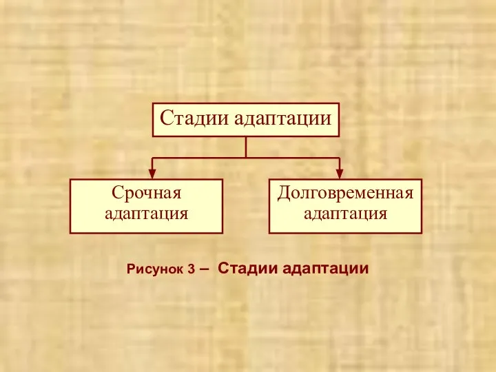 Рисунок 3 – Стадии адаптации