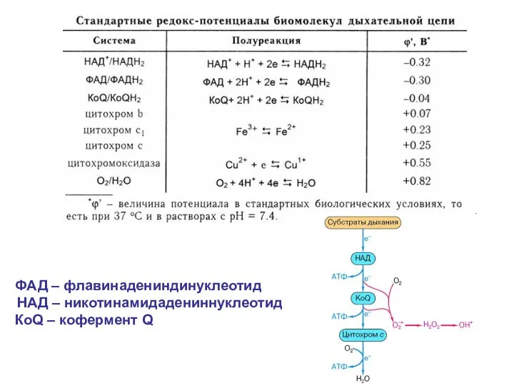 ФАД – флавинадениндинуклеотид НАД – никотинамидадениннуклеотид КоQ – кофермент Q