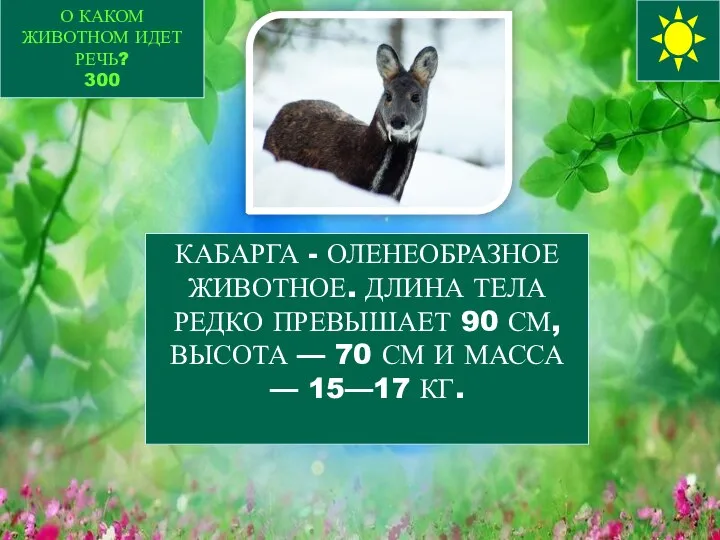 О КАКОМ ЖИВОТНОМ ИДЕТ РЕЧЬ? 300 КАБАРГА - ОЛЕНЕОБРАЗНОЕ ЖИВОТНОЕ. ДЛИНА