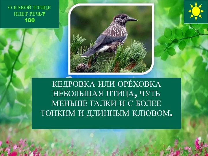 О КАКОЙ ПТИЦЕ ИДЕТ РЕЧЬ? 100 КЕДРОВКА ИЛИ ОРЕ́ХОВКА НЕБОЛЬШАЯ ПТИЦА,