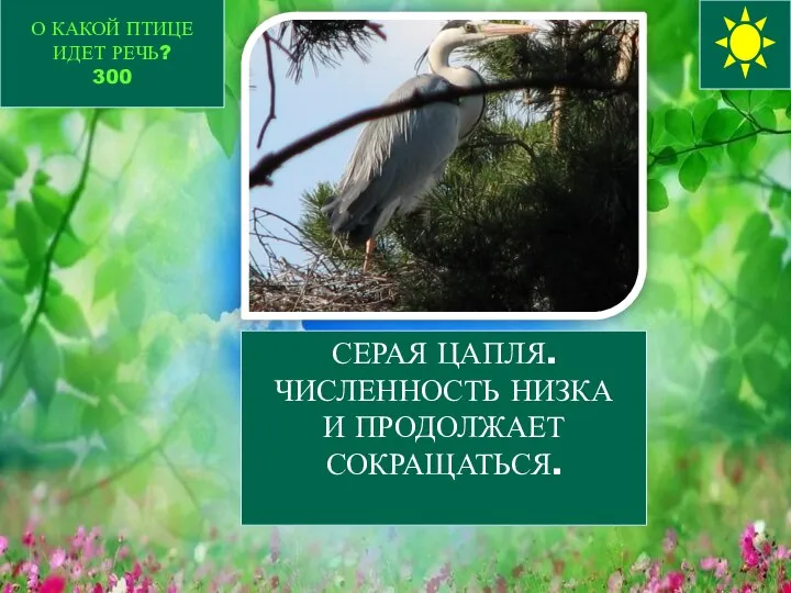 О КАКОЙ ПТИЦЕ ИДЕТ РЕЧЬ? 300 СЕРАЯ ЦАПЛЯ. ЧИСЛЕННОСТЬ НИЗКА И ПРОДОЛЖАЕТ СОКРАЩАТЬСЯ.