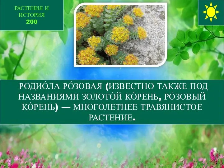 РАСТЕНИЯ И ИСТОРИЯ 200 РОДИО́ЛА РО́ЗОВАЯ (ИЗВЕСТНО ТАКЖЕ ПОД НАЗВАНИЯМИ ЗОЛОТО́Й