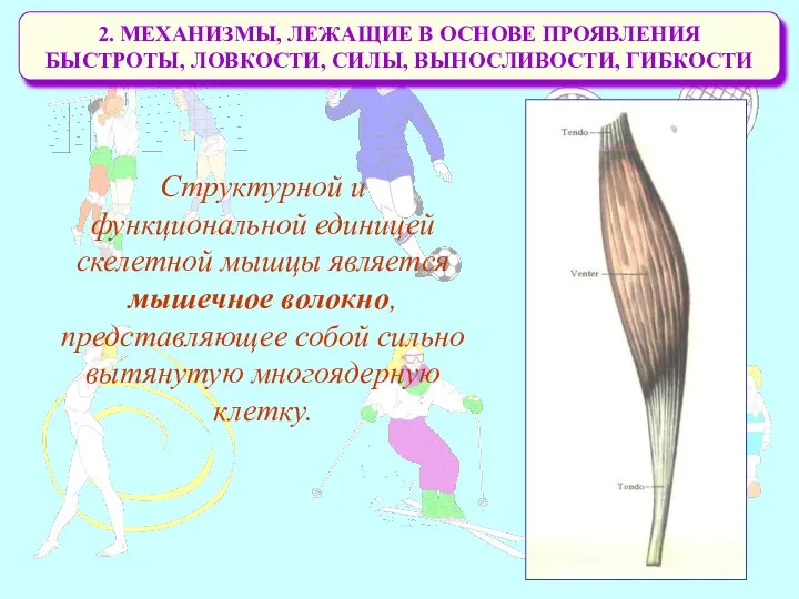 2. МЕХАНИЗМЫ, ЛЕЖАЩИЕ В ОСНОВЕ ПРОЯВЛЕНИЯ БЫСТРОТЫ, ЛОВКОСТИ, СИЛЫ, ВЫНОСЛИВОСТИ, ГИБКОСТИ