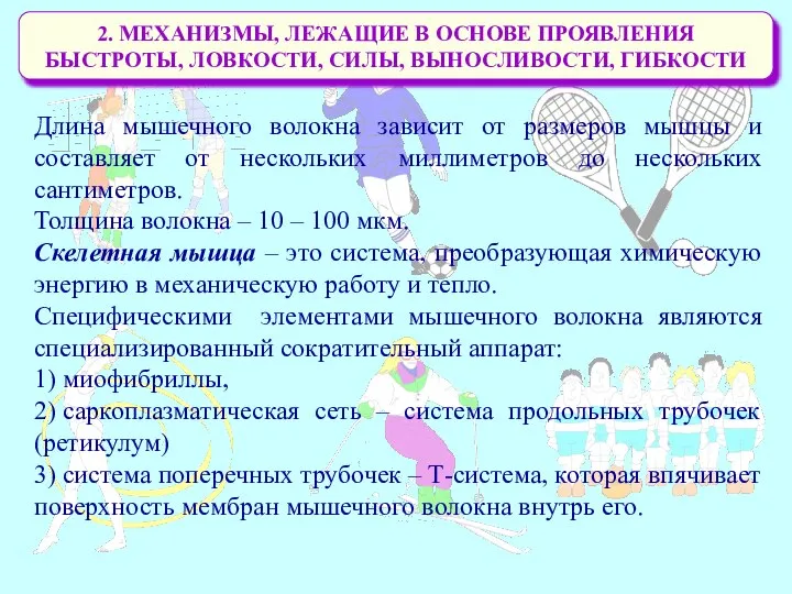 2. МЕХАНИЗМЫ, ЛЕЖАЩИЕ В ОСНОВЕ ПРОЯВЛЕНИЯ БЫСТРОТЫ, ЛОВКОСТИ, СИЛЫ, ВЫНОСЛИВОСТИ, ГИБКОСТИ