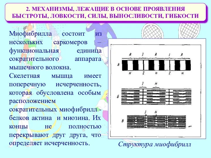 2. МЕХАНИЗМЫ, ЛЕЖАЩИЕ В ОСНОВЕ ПРОЯВЛЕНИЯ БЫСТРОТЫ, ЛОВКОСТИ, СИЛЫ, ВЫНОСЛИВОСТИ, ГИБКОСТИ