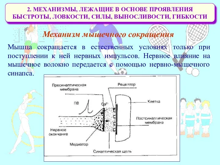 2. МЕХАНИЗМЫ, ЛЕЖАЩИЕ В ОСНОВЕ ПРОЯВЛЕНИЯ БЫСТРОТЫ, ЛОВКОСТИ, СИЛЫ, ВЫНОСЛИВОСТИ, ГИБКОСТИ