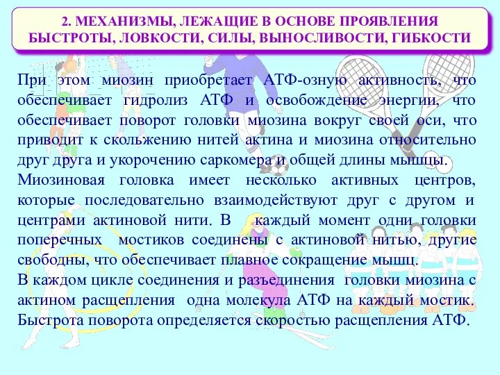 2. МЕХАНИЗМЫ, ЛЕЖАЩИЕ В ОСНОВЕ ПРОЯВЛЕНИЯ БЫСТРОТЫ, ЛОВКОСТИ, СИЛЫ, ВЫНОСЛИВОСТИ, ГИБКОСТИ