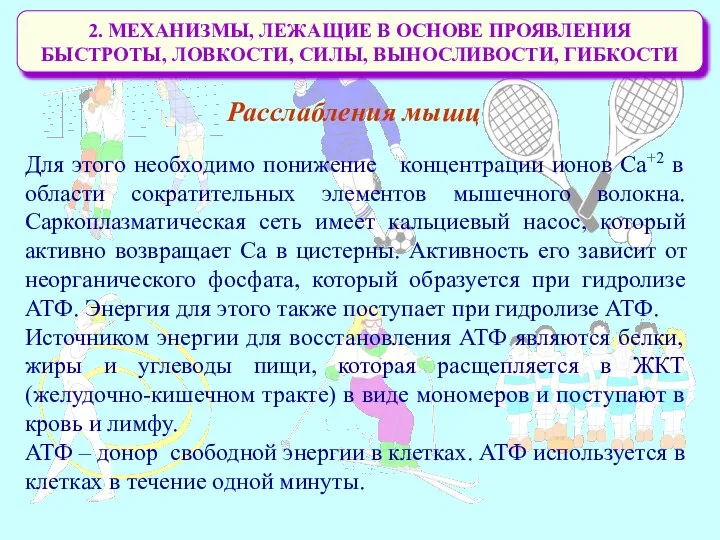 2. МЕХАНИЗМЫ, ЛЕЖАЩИЕ В ОСНОВЕ ПРОЯВЛЕНИЯ БЫСТРОТЫ, ЛОВКОСТИ, СИЛЫ, ВЫНОСЛИВОСТИ, ГИБКОСТИ