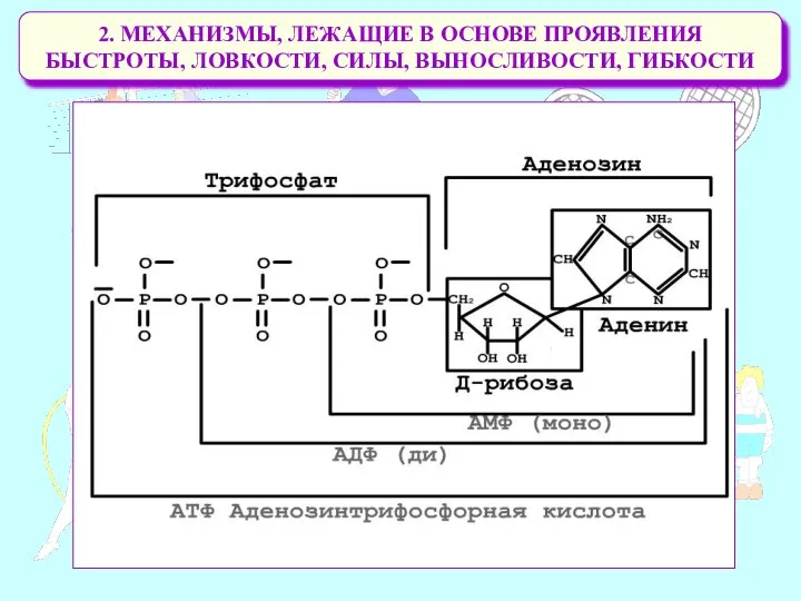 2. МЕХАНИЗМЫ, ЛЕЖАЩИЕ В ОСНОВЕ ПРОЯВЛЕНИЯ БЫСТРОТЫ, ЛОВКОСТИ, СИЛЫ, ВЫНОСЛИВОСТИ, ГИБКОСТИ