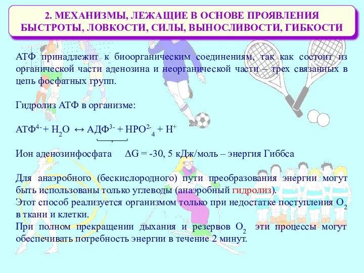 2. МЕХАНИЗМЫ, ЛЕЖАЩИЕ В ОСНОВЕ ПРОЯВЛЕНИЯ БЫСТРОТЫ, ЛОВКОСТИ, СИЛЫ, ВЫНОСЛИВОСТИ, ГИБКОСТИ