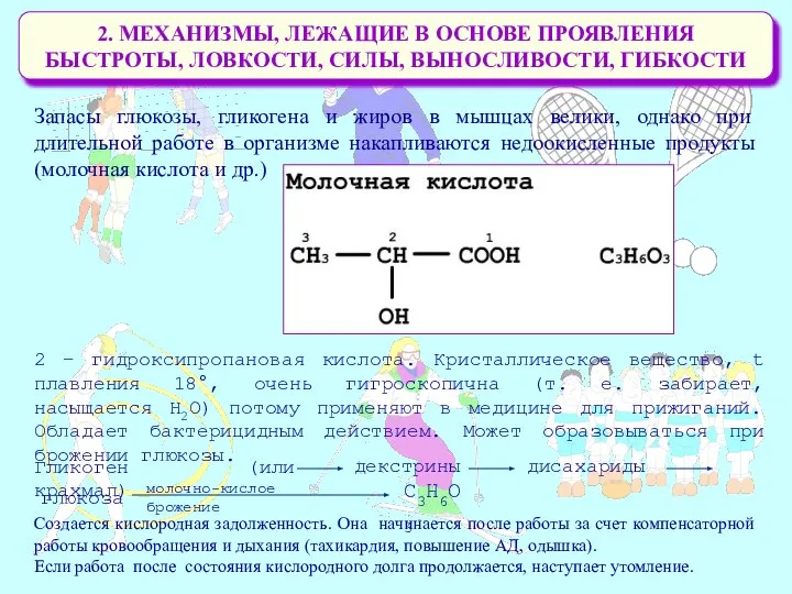 2. МЕХАНИЗМЫ, ЛЕЖАЩИЕ В ОСНОВЕ ПРОЯВЛЕНИЯ БЫСТРОТЫ, ЛОВКОСТИ, СИЛЫ, ВЫНОСЛИВОСТИ, ГИБКОСТИ