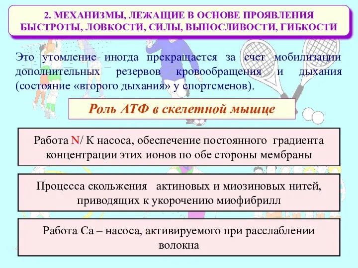 2. МЕХАНИЗМЫ, ЛЕЖАЩИЕ В ОСНОВЕ ПРОЯВЛЕНИЯ БЫСТРОТЫ, ЛОВКОСТИ, СИЛЫ, ВЫНОСЛИВОСТИ, ГИБКОСТИ