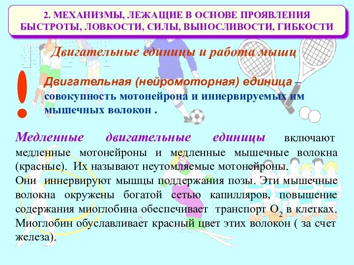 2. МЕХАНИЗМЫ, ЛЕЖАЩИЕ В ОСНОВЕ ПРОЯВЛЕНИЯ БЫСТРОТЫ, ЛОВКОСТИ, СИЛЫ, ВЫНОСЛИВОСТИ, ГИБКОСТИ