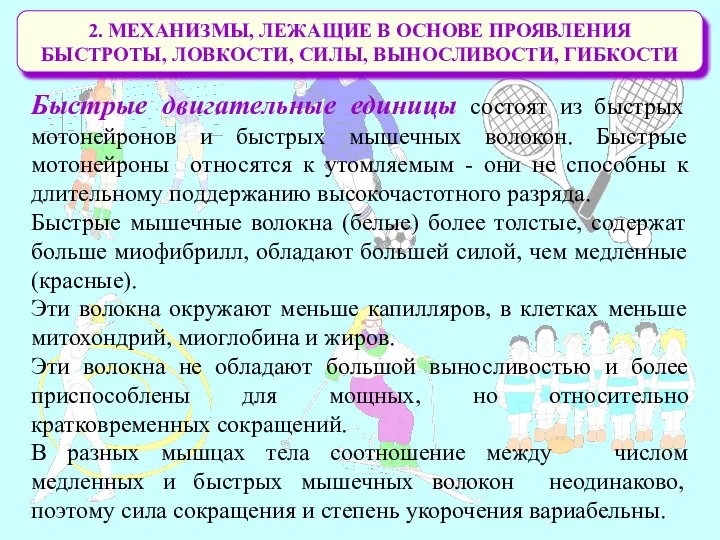 2. МЕХАНИЗМЫ, ЛЕЖАЩИЕ В ОСНОВЕ ПРОЯВЛЕНИЯ БЫСТРОТЫ, ЛОВКОСТИ, СИЛЫ, ВЫНОСЛИВОСТИ, ГИБКОСТИ