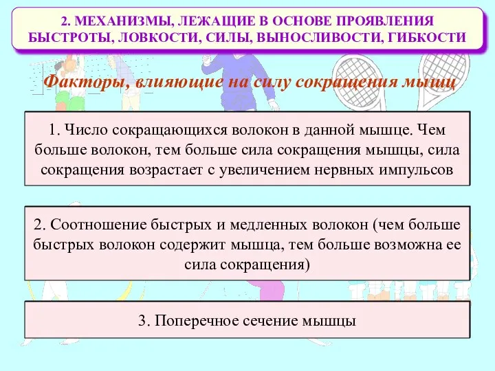 2. МЕХАНИЗМЫ, ЛЕЖАЩИЕ В ОСНОВЕ ПРОЯВЛЕНИЯ БЫСТРОТЫ, ЛОВКОСТИ, СИЛЫ, ВЫНОСЛИВОСТИ, ГИБКОСТИ