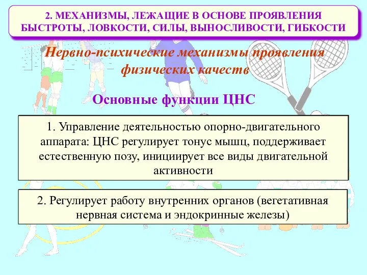 2. МЕХАНИЗМЫ, ЛЕЖАЩИЕ В ОСНОВЕ ПРОЯВЛЕНИЯ БЫСТРОТЫ, ЛОВКОСТИ, СИЛЫ, ВЫНОСЛИВОСТИ, ГИБКОСТИ