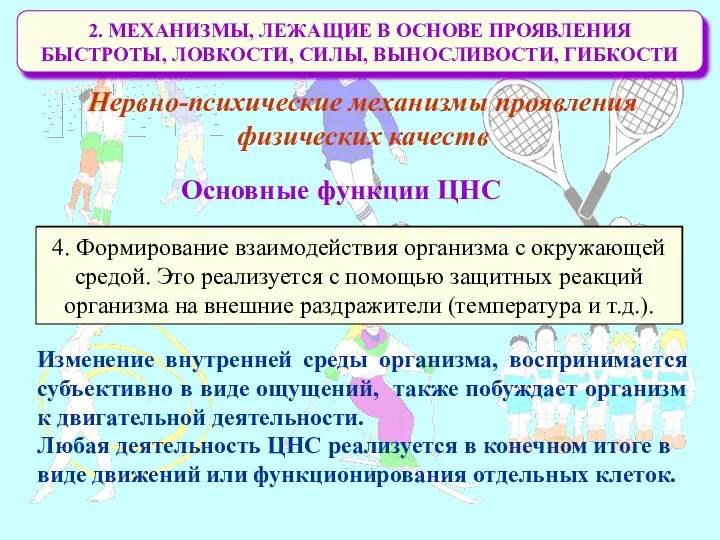 2. МЕХАНИЗМЫ, ЛЕЖАЩИЕ В ОСНОВЕ ПРОЯВЛЕНИЯ БЫСТРОТЫ, ЛОВКОСТИ, СИЛЫ, ВЫНОСЛИВОСТИ, ГИБКОСТИ