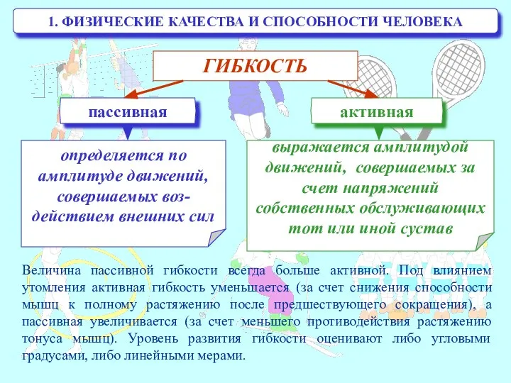 1. ФИЗИЧЕСКИЕ КАЧЕСТВА И СПОСОБНОСТИ ЧЕЛОВЕКА Величина пассивной гибкости всегда больше